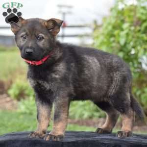 Onyx, German Shepherd Puppy